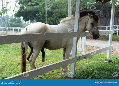 une bit de cheval|Cet homme a le plus grand pénis au monde, vous n'en.